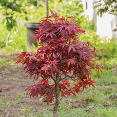 Planta decorativa - Artar Japonez - Firecracker - Ghiveci 3L - Floraria Aqua