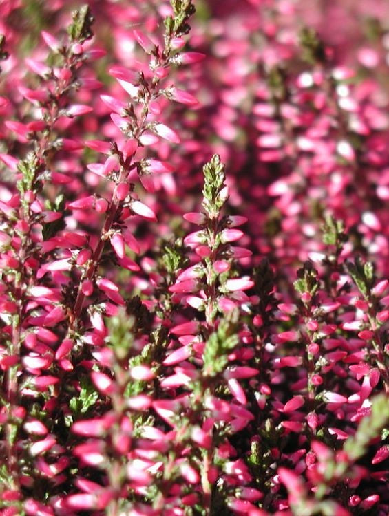 Planta decorativa - Caluna - Floraria Aqua