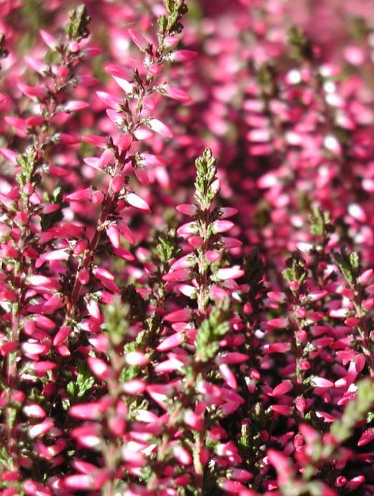 Planta decorativa - Caluna - Floraria Aqua