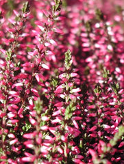 Planta decorativa - Caluna - Floraria Aqua