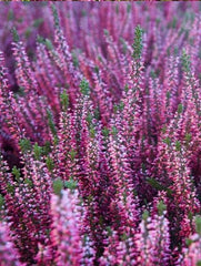 Planta decorativa - Caluna - Floraria Aqua