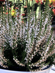 Planta decorativa - Caluna - Floraria Aqua