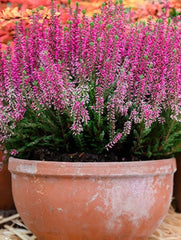 Planta decorativa - Caluna - Floraria Aqua