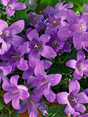 Planta decorativa - Campanula - Floraria Aqua