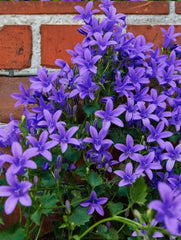 Planta decorativa - Campanula - Floraria Aqua