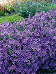 Planta decorativa - Campanula - Floraria Aqua