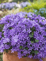 Planta decorativa - Campanula - Floraria Aqua