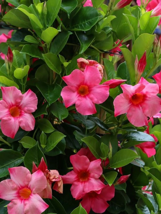 Planta decorativa - Dipladenia - Aqua Flowers
