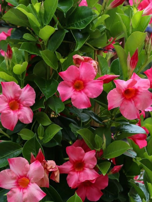 Planta decorativa - Dipladenia - Aqua Flowers