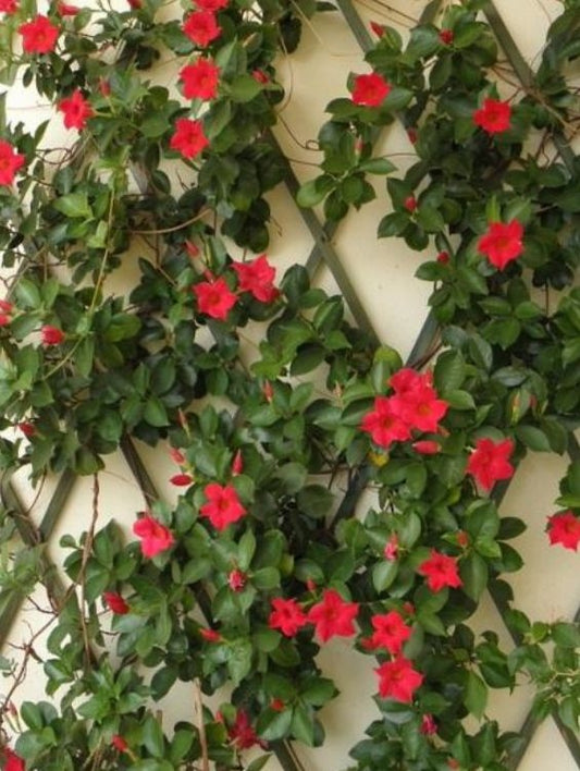 Planta decorativa - Dipladenia - Aqua Flowers