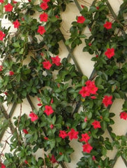 Planta decorativa - Dipladenia - Aqua Flowers