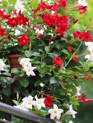 Planta decorativa - Dipladenia - Aqua Flowers