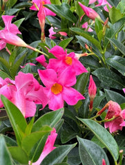 Planta decorativa - Dipladenia - Aqua Flowers