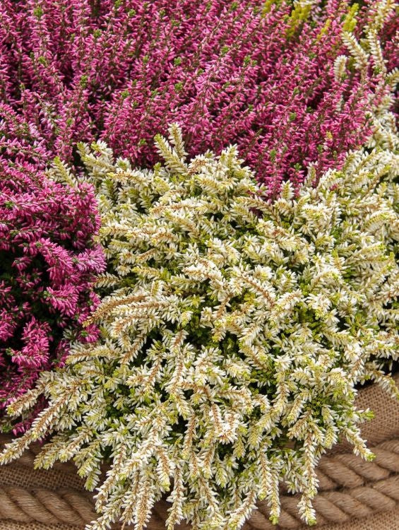 Planta decorativa - Erica - Aqua Flowers