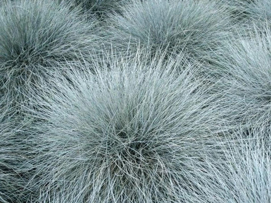 Planta decorativa - Festuca glauca 'Compacta Blue' - Ghiveci - Marime la livrare 3-40cm - Aqua Flowers