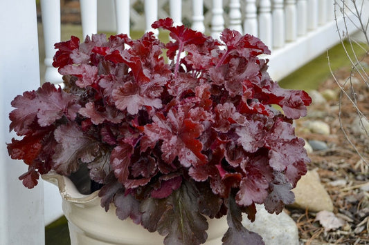 Planta decorativa - Heuchera 'Cherry Truffles' - Ghiveci P14 - Inaltime la livrare 20-30 cm - Aqua Flowers (Copy 1)