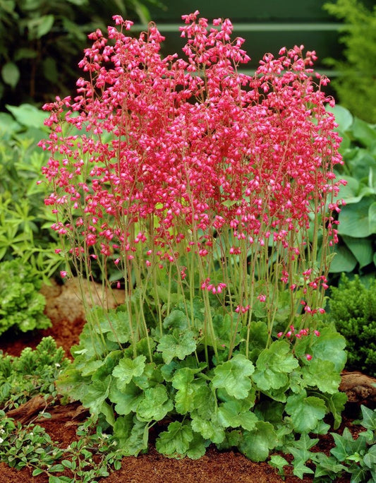 Planta decorativa - Heuchera sanguinea "Fire Red" - Ghiveci P14 - Inaltime la livrare 20-30 cm - Aqua Flowers