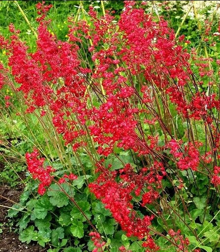 Planta decorativa - Heuchera Sanguinea Leuchtkäfer - Ghiveci P14 - Inaltime la livrare 20-30 cm - Aqua Flowers