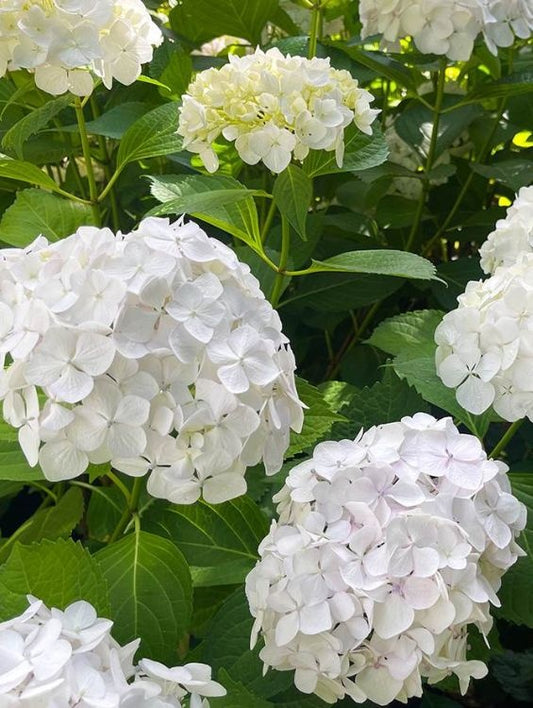 Planta decorativa - Hortensia - Aqua Flowers