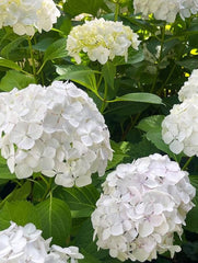 Planta decorativa - Hortensia - Aqua Flowers