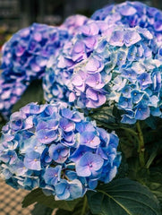 Planta decorativa - Hortensia - Aqua Flowers