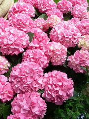 Planta decorativa - Hortensia - Aqua Flowers