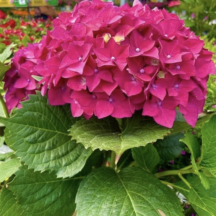 Hortensia Macrophylla - Alpengluhen - Ghiveci