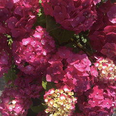 Planta decorativa - Hortensia Hydrangea - Alpengluhen - Ghiveci 2L - Floraria Aqua