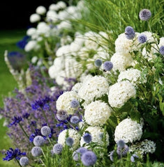 Planta decorativa - Hortensia Hydrangea - Annabelle - Ghiveci 2L - Floraria Aqua
