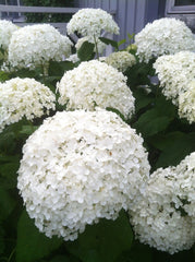 Planta decorativa - Hortensia Hydrangea - Annabelle - Ghiveci 2L - Floraria Aqua