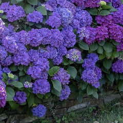 Planta decorativa - Hortensia Hydrangea - Endless - Ghiveci 2L - Floraria Aqua