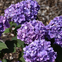 Planta decorativa - Hortensia Hydrangea - Endless - Ghiveci 2L - Floraria Aqua