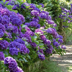 Planta decorativa - Hortensia Hydrangea - Endless - Ghiveci 2L - Floraria Aqua