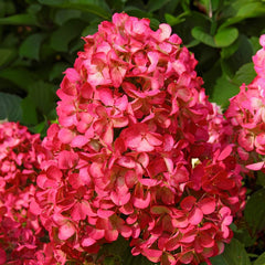 Planta decorativa - Hortensia Hydrangea - Rosie Wim Red - Ghiveci 2L - Floraria Aqua