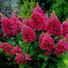 Planta decorativa - Hortensia Hydrangea - Rosie Wim Red - Ghiveci 2L - Floraria Aqua