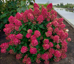 Planta decorativa - Hortensia Hydrangea - Rosie Wim Red - Ghiveci 2L - Floraria Aqua