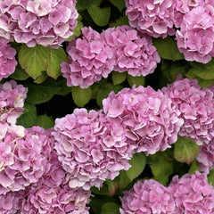 Planta decorativa - Hortensia Hydrangea - Schoene - Ghiveci 2L - Floraria Aqua