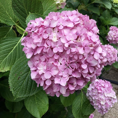 Planta decorativa - Hortensia Hydrangea - Schoene - Ghiveci 2L - Floraria Aqua