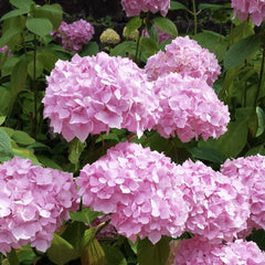 Planta decorativa - Hortensia Hydrangea - Schoene - Ghiveci 2L - Floraria Aqua