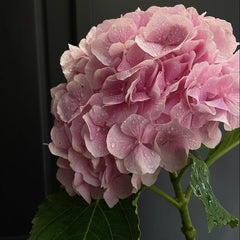 Planta decorativa - Hortensia Hydrangea - Schoene - Ghiveci 2L - Floraria Aqua