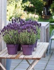 Planta decorativa - Lavanda angustifolia 'Forever Blue' - Ghiveci 2L - Inaltime la livrare 30-40cm - Aqua Flowers