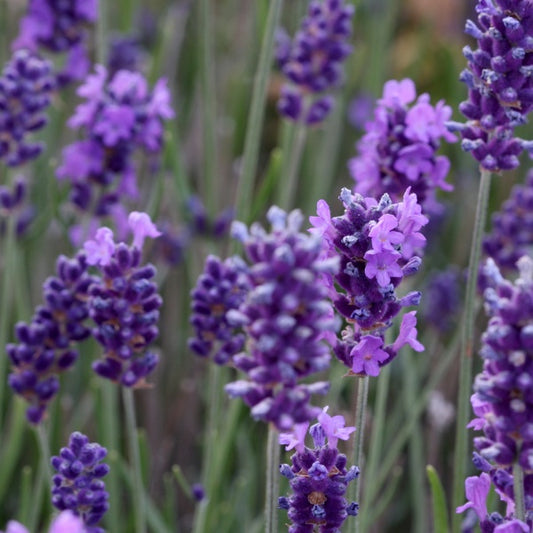 Lavanda angustifolia 'Forever Blue' - Ghiveci 2L - Inaltime la livrare 30-40cm - Aqua Flowers