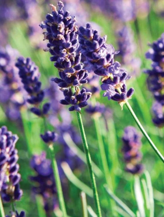 Planta decorativa - Lavanda/Levantica - Pachet 1 Ghiveci - Aqua Flowers