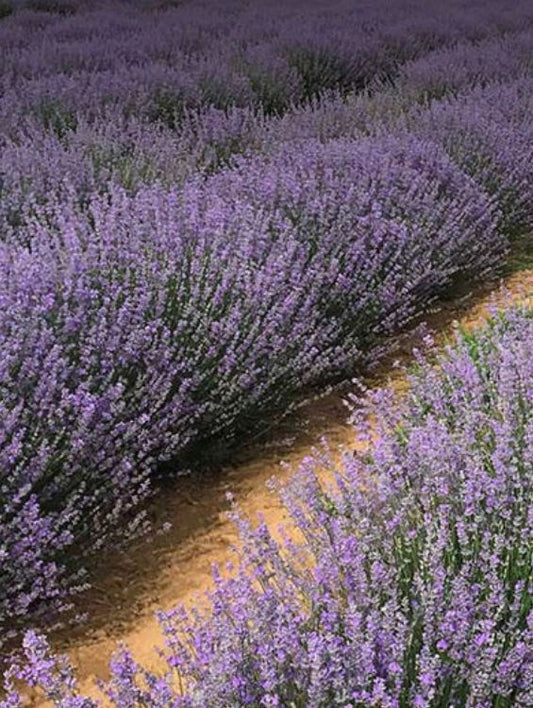 Planta decorativa - Lavanda/Levantica - Pachet 1 Ghiveci - Aqua Flowers