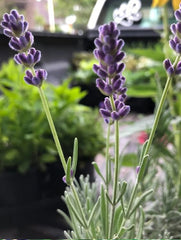 Planta decorativa - Lavanda/Levantica - Pachet 1 Ghiveci - Aqua Flowers