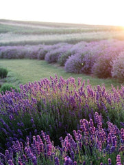 Planta decorativa - Lavanda/Levantica - Pachet 1 Ghiveci - Aqua Flowers