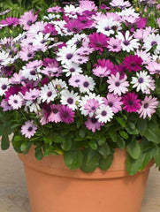 Planta decorativa - Margarete africane - Floraria Aqua