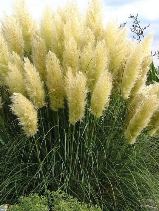 Planta decorativa - Pampas - Floraria Aqua