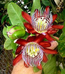 Planta decorativa - Passiflora caerulea Alata Red - ghiveci 2L - Aqua Flowers