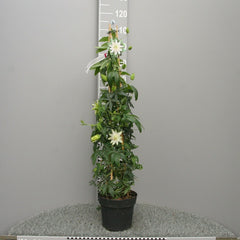 Planta decorativa - Passiflora caerulea Constance Elliot - ghiveci 2L - Aqua Flowers